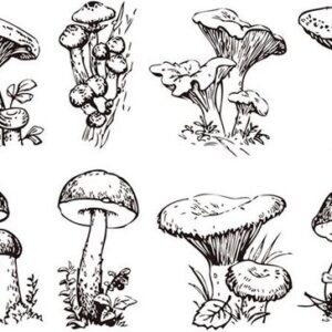 Transparante stempel Paddestoel